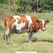 Молоко коровье, цельное, сухое фотография