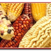 Семена кукурузы сорт ДКС 3717 фото
