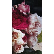Розы питомника Delbard (Дельбар, Франция) фото