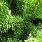 Ель обыкновенная Picea abies Formánek vyvaz. 30-40cm,bal