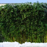 Саженцы морозостойкого бамбука Phyllostachys Bissettii: Высота 50/70 см. контейнер 2,5 л.