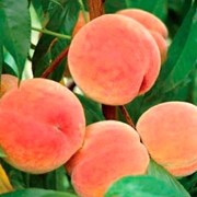 Саженцы персика Харнас фото