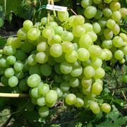 Саженцы винограда Кеша фотография