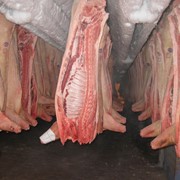 Мясо свинина 1, 2 кат. производство РФ, охл. фото