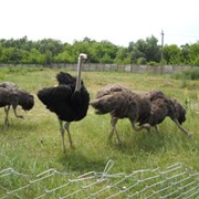 Молодняк страусов и взрослые особи, маточное поголовья фото
