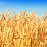 Пшеница фуражная урожай 2016 года