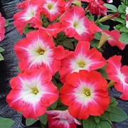 Семена цветов петунии Ламбада F1 20 шт. драже пламенное утро фотография
