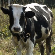 Выращивание коров фото