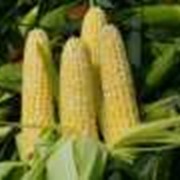 Кукуруза семенная фотография