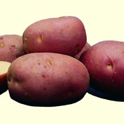Картофель среднеранний фото