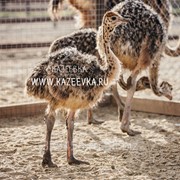 Молодняк африканского страуса фото