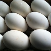 Яйцо гусиное инкубационное кросса Линда фото