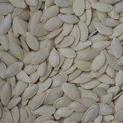 Семена тыквы/Pumpkin seeds фото