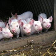 Комбикорма для свиней старт от 20-35кг. Продажа. Черкассы. фотография