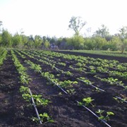 Удобрение Agroso F для выращивания клубники