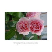 Саженец розы Шропшир Лэд фотография