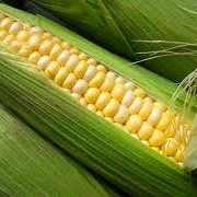Кукуруза зарубежной и отечественной селекции