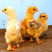 Цыплята инкубационные куриные фото