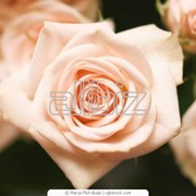 Роза голландская