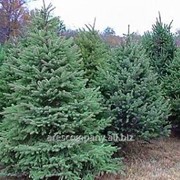 Ель Обыкновенная Picea abies Nidiformis рост 15 – 20 фото
