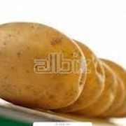 Картофель среднепоздний