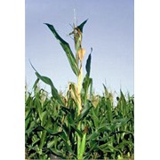 Семена кукурузы “Любава 279 МВ “ F1 фотография