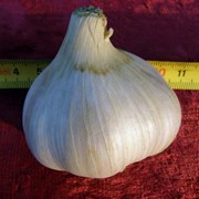 Семена чеснока (воздушные луковицы). фото