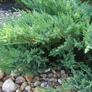 Можжевельник казацкий Тамарисцифолия (Ялівець козацький; Juniperus sabina Tamariscifolia) фото