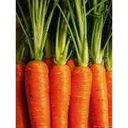 Морковь “Флаккоро“ Уральский дачник Е/П фото