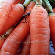 Морковь больших размеров