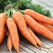 Морковь столовая фото