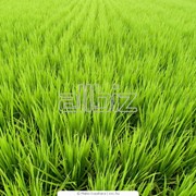 Трава фото