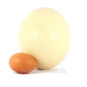 Яйцо страусиное купить с фермы