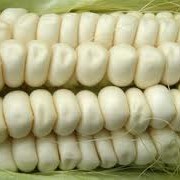 Кукуруза, кукурузу пищевая, кукуруза белая фотография