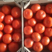 Томат на ветке фото