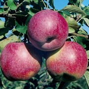 Яблуня Флоріна підщепа М9 фото