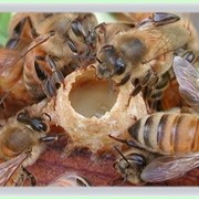 Мёд с пчелиным маточным молочком
