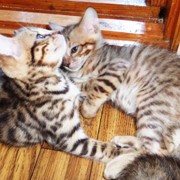 Бенгальские котята окраса розетка на золоте фото