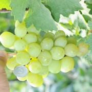 Аркадия виноградные саженцы фото