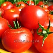 Семена помидора различного сорта фото