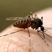 Дезинсекция уничтожение комаров