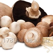 Мицелий для выращивания грибов