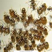 Борьба с муравьями фотография