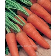 Cемена моркови Шантанэ Ред Кор / Chantenay Red Cored фото
