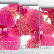 Модульна картина на полотні Рожева орхідея код КМ100130-070 фото