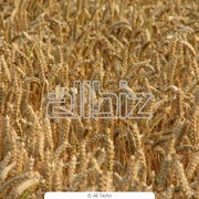 Пшеница фуражная 1 класс фотография