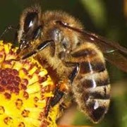 Пчелы фото