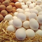 Яйца куриные производитель фото