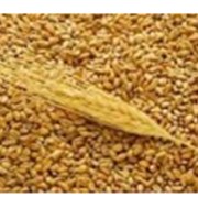 Развитие экспорта зерна фото