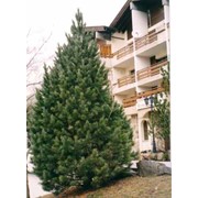 Сосна Черная Pinus nigra Brepo Pierrick Brégeon PBR Pa 30, Ø 30 60-70 C12 фотография